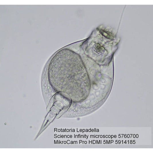Bresser Science Infinity Optical Microscope 40x–1000x — Infinity-Corrected Microscope for Advanced Biology and Research