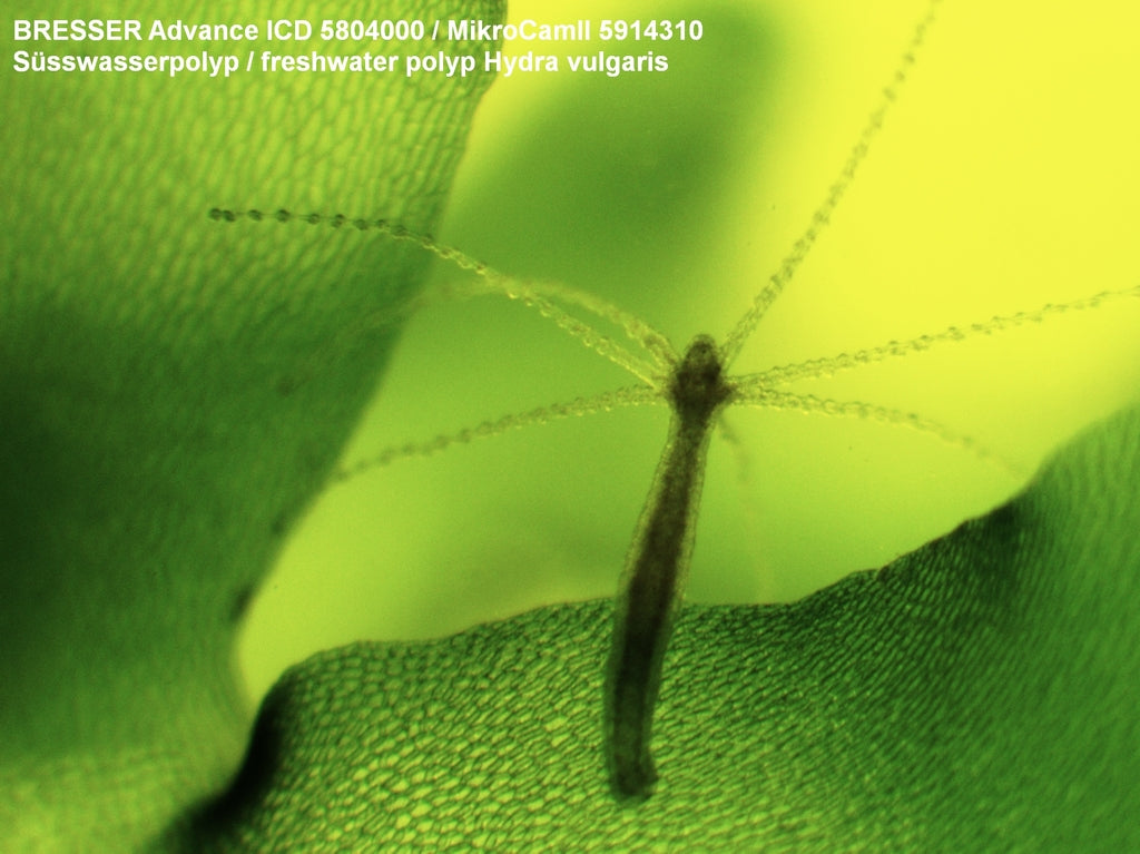 Bresser MikroCam II 3.1MP USB 3.0 Microscope Camera (59-14310) | Telescope Wolves