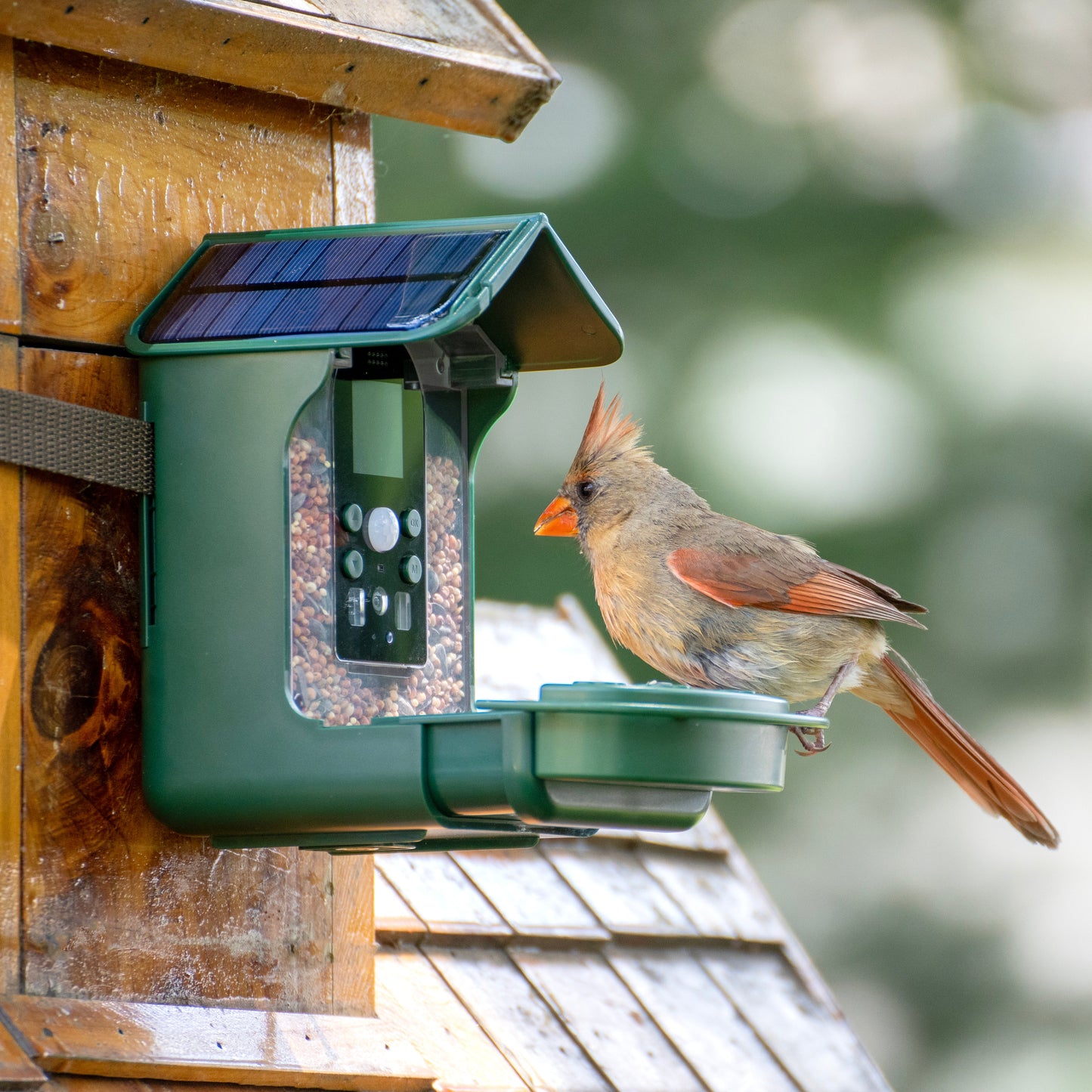 Wild Bird Feeder Wi-Fi Camera