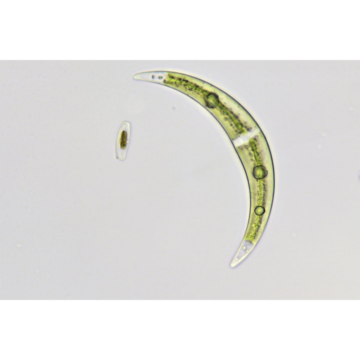 Science TRM 301 Microscope