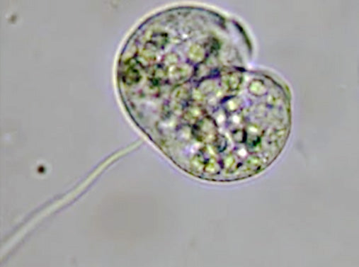 Science Infinity Microscope