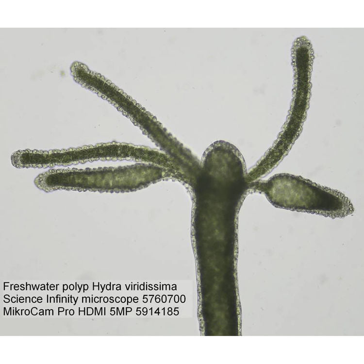 Science Infinity Microscope