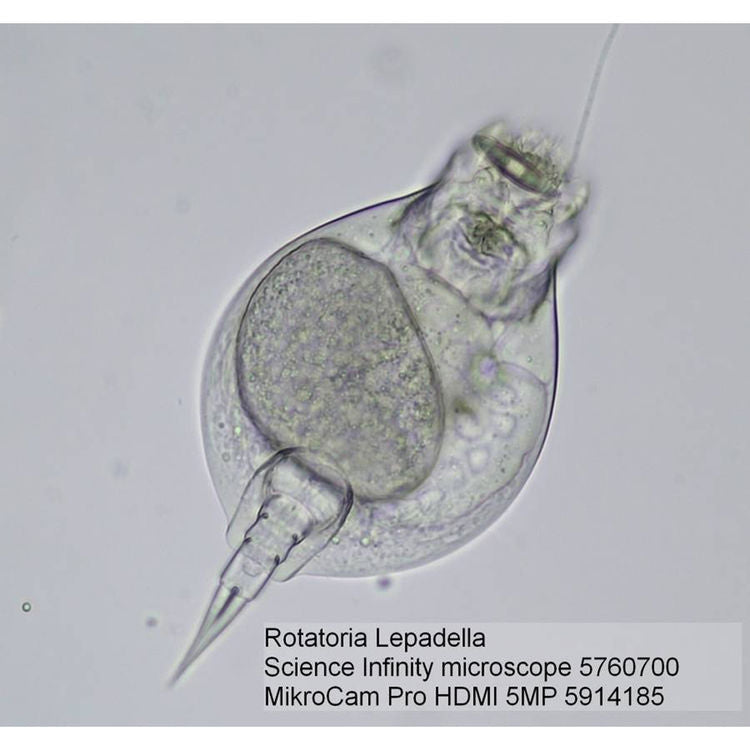 Bresser Science Infinity Optical Microscope 40x–1000x — Infinity-Corrected Microscope for Advanced Biology and Research