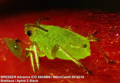 Bresser MikroCam II 3.1MP USB 3.0 Microscope Camera (59-14310) | Telescope Wolves