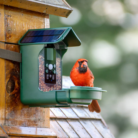 Explore Scientific Wild Bird Feeder Wi-Fi Camera 88-40004 - 4K Bird Watching Camera with Solar Power