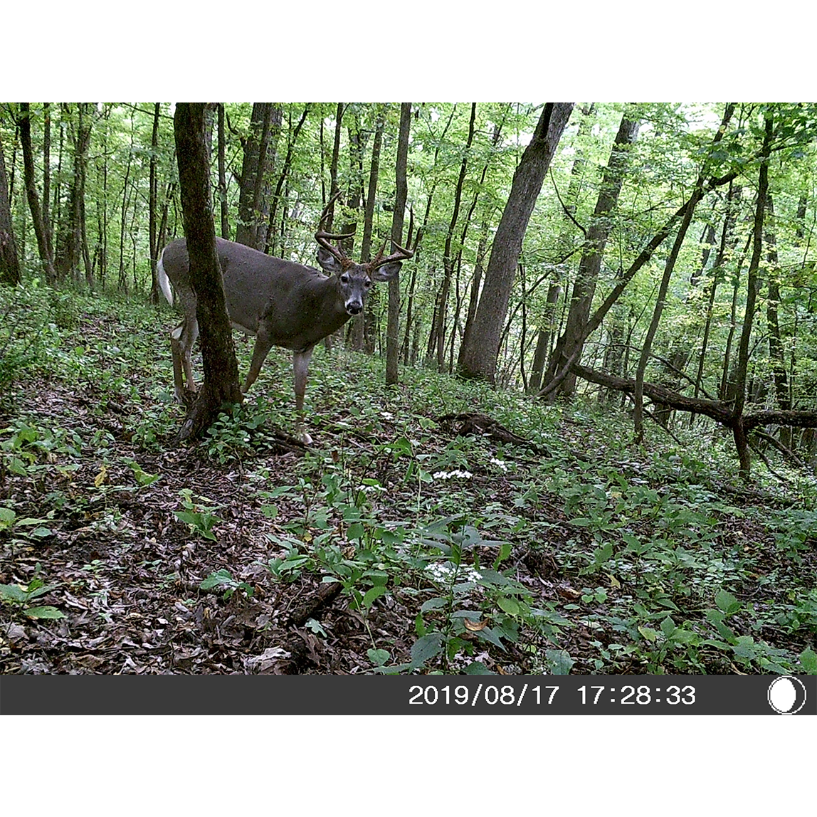 5 Megapixel Trail Camera (Time and Date Stamp) with 4GB Memory Card