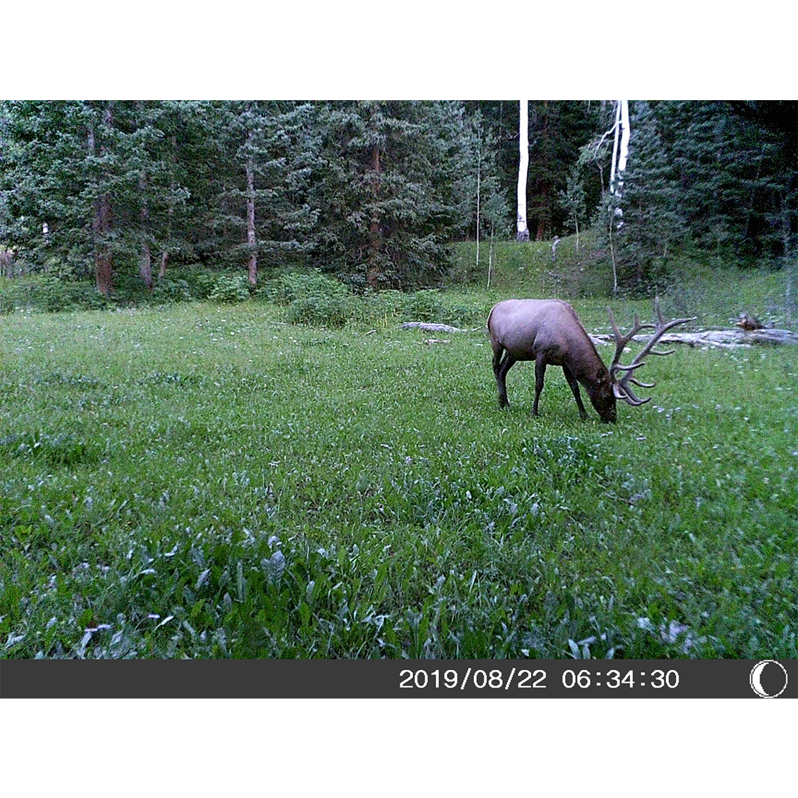 5 Megapixel Trail Camera (Time and Date Stamp) with 4GB Memory Card