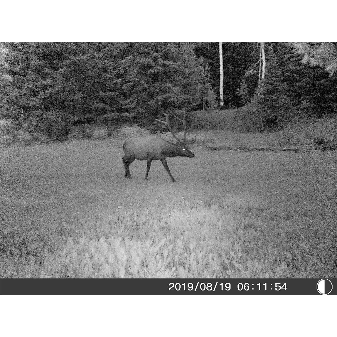 5 Megapixel Trail Camera (Time and Date Stamp) with 4GB Memory Card