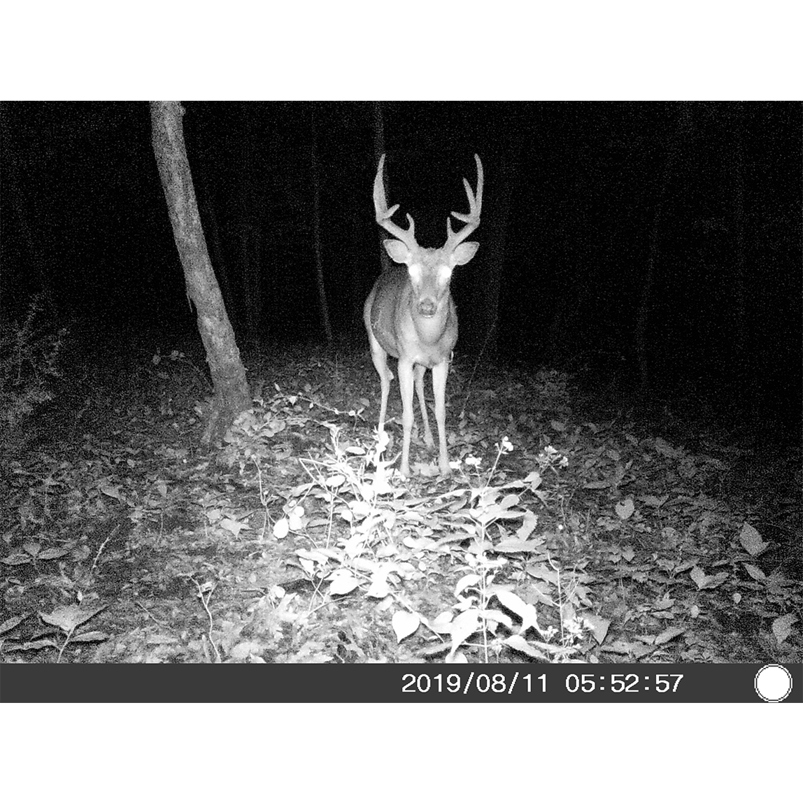 5 Megapixel Trail Camera (Time and Date Stamp) with 4GB Memory Card