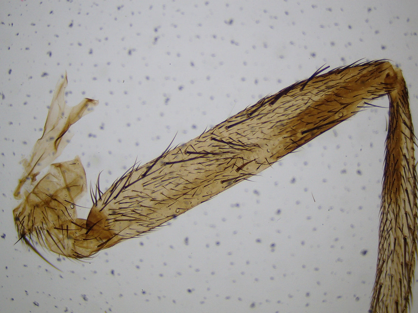 Explore Scientific 21x-840x Digital Microscope with 4.3-inch LCD Touchscreen and Integrated Camera 80-10302