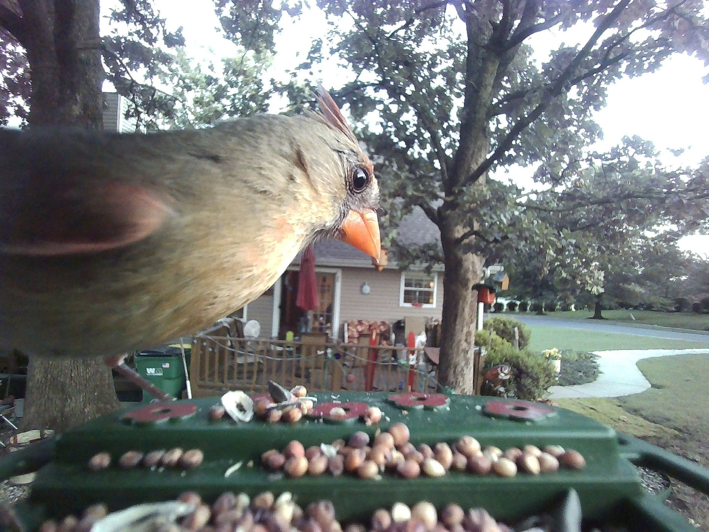Explore Scientific Wild Bird Feeder Wi-Fi Camera 88-40004 - 4K Bird Watching Camera with Solar Power
