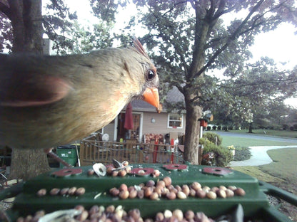 Explore Scientific Wild Bird Feeder Wi-Fi Camera 88-40004 - 4K Bird Watching Camera with Solar Power