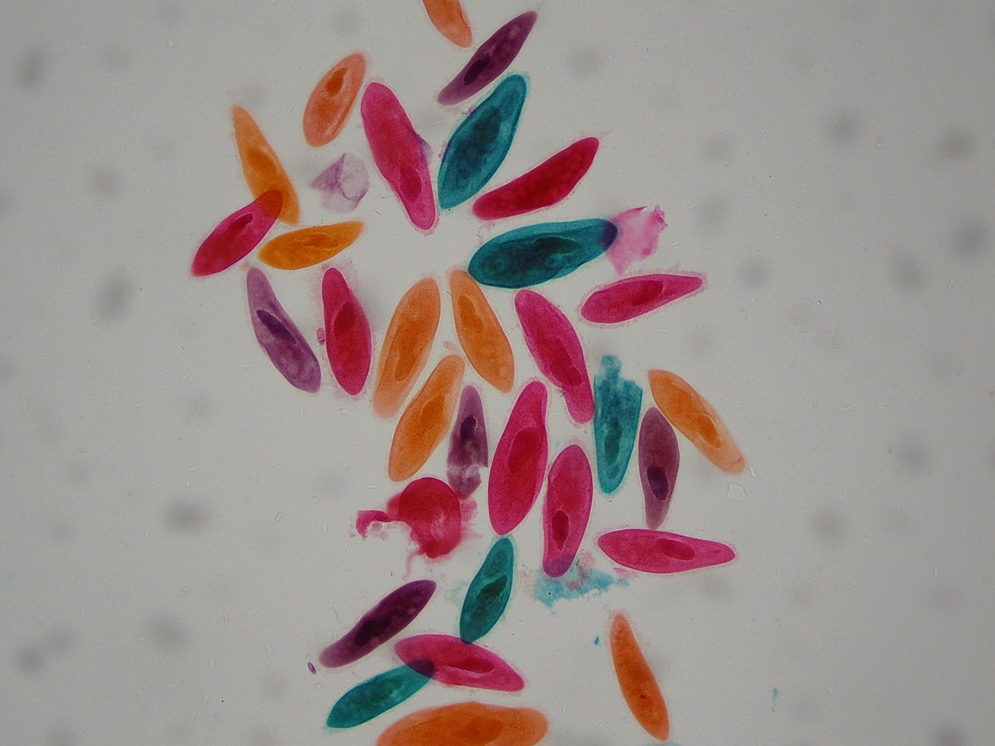 Explore Scientific 21x-840x Digital Microscope with 4.3-inch LCD Touchscreen and Integrated Camera 80-10302