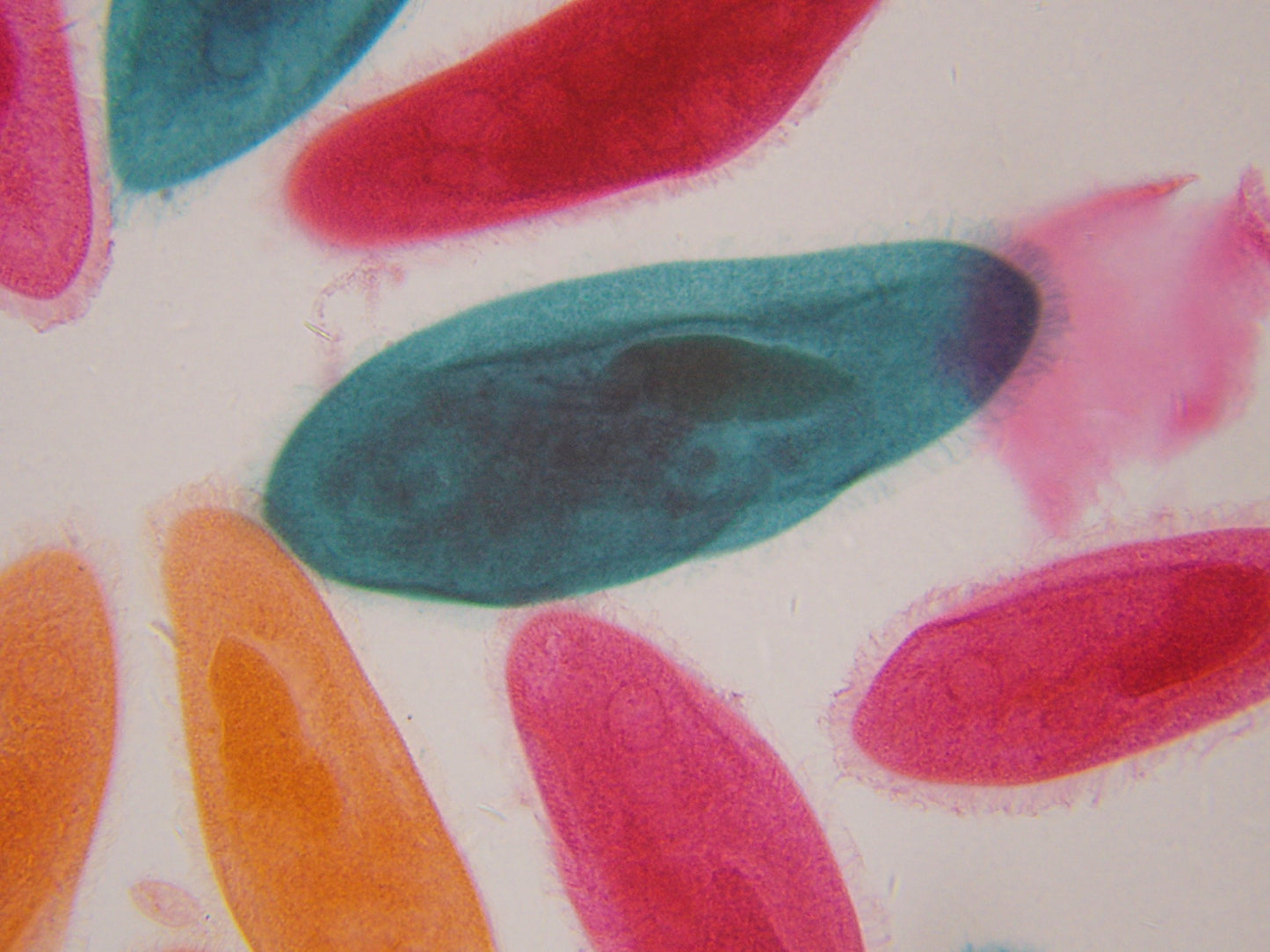 Explore Scientific 21x-840x Digital Microscope with 4.3-inch LCD Touchscreen and Integrated Camera 80-10302