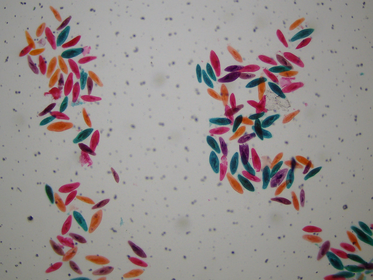 Explore Scientific 21x-840x Digital Microscope with 4.3-inch LCD Touchscreen and Integrated Camera 80-10302