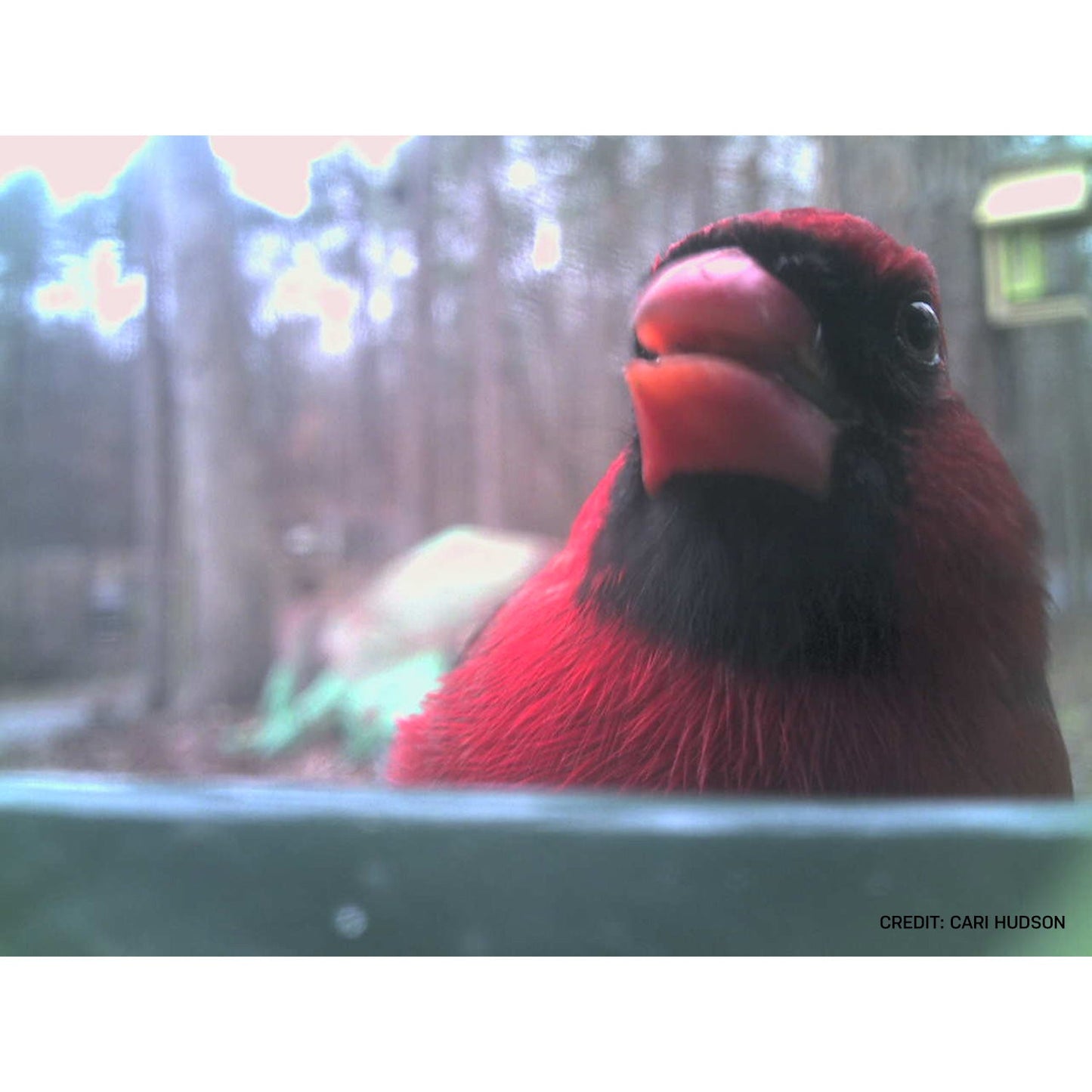 Bird Feeder Camera