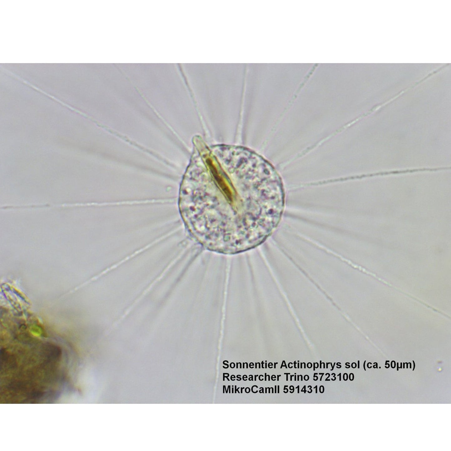 Trino Researcher II 40-1000x Microscope