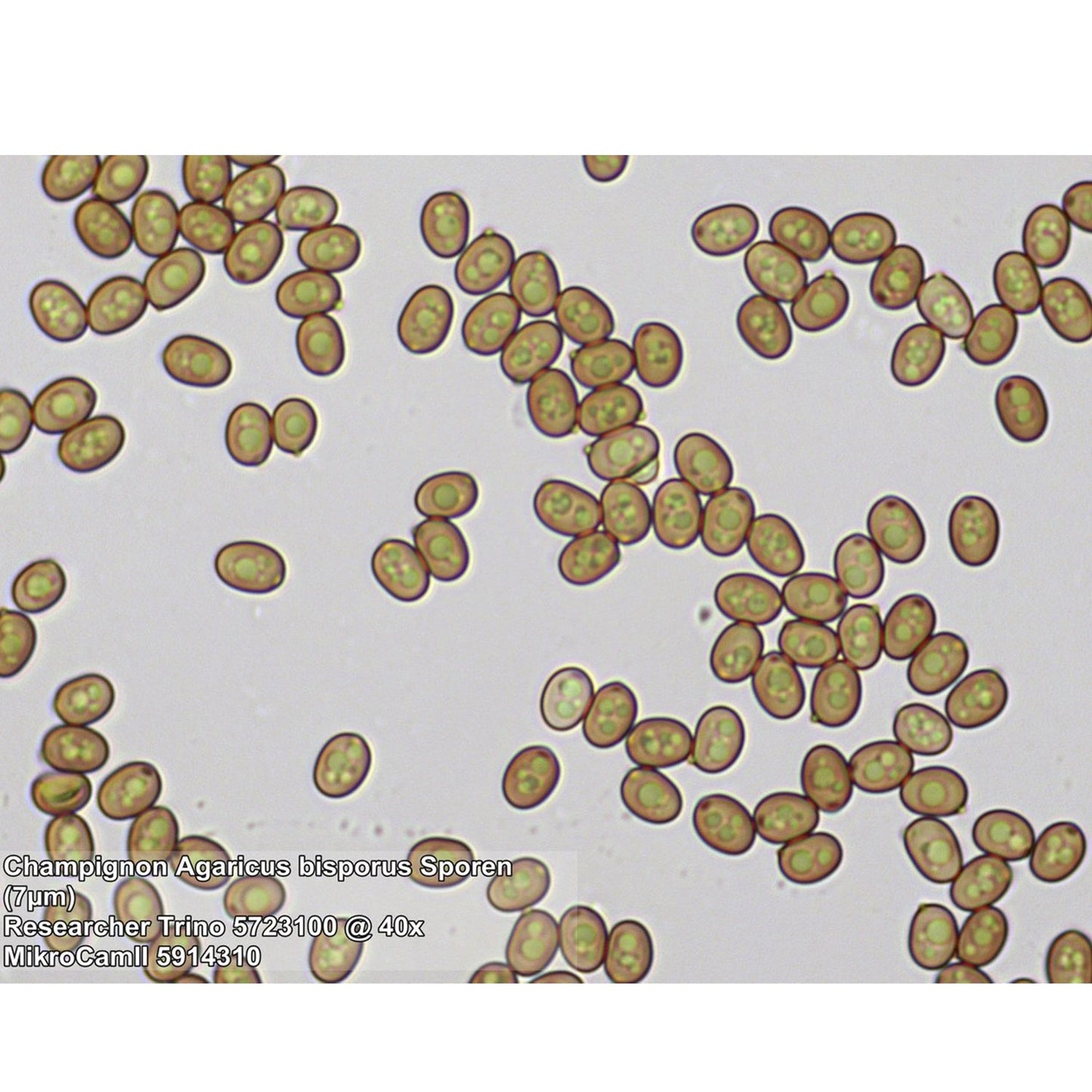 Trino Researcher II 40-1000x Microscope