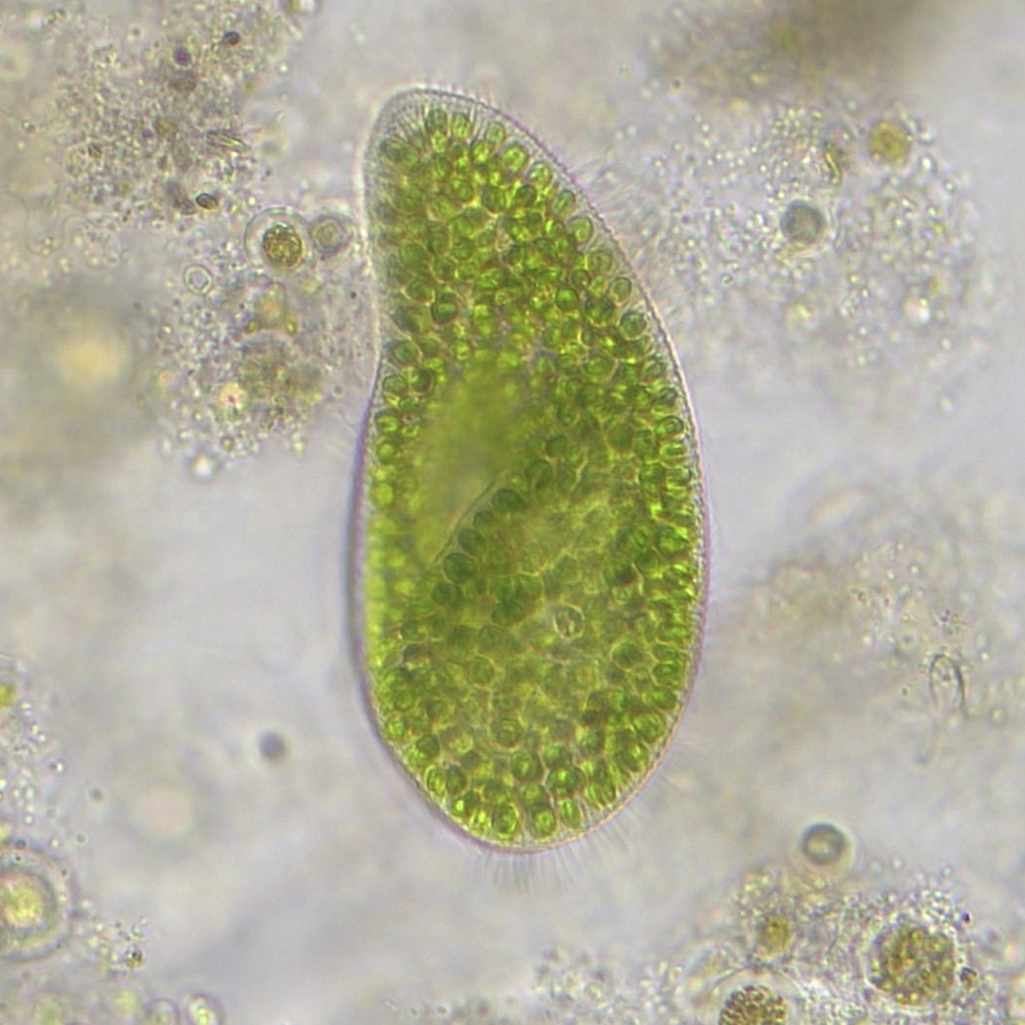 Trino Researcher II 40-1000x Microscope