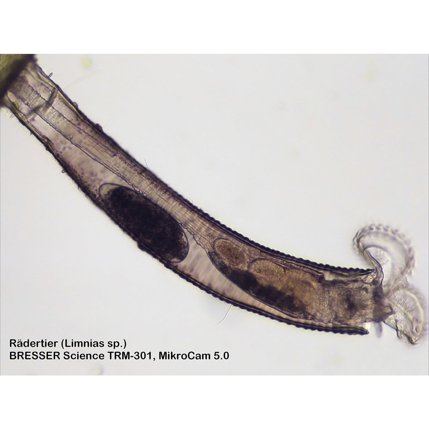 Science TRM 301 Microscope