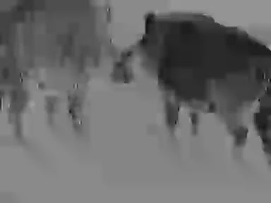 Apex 35mm Thermal Monocular