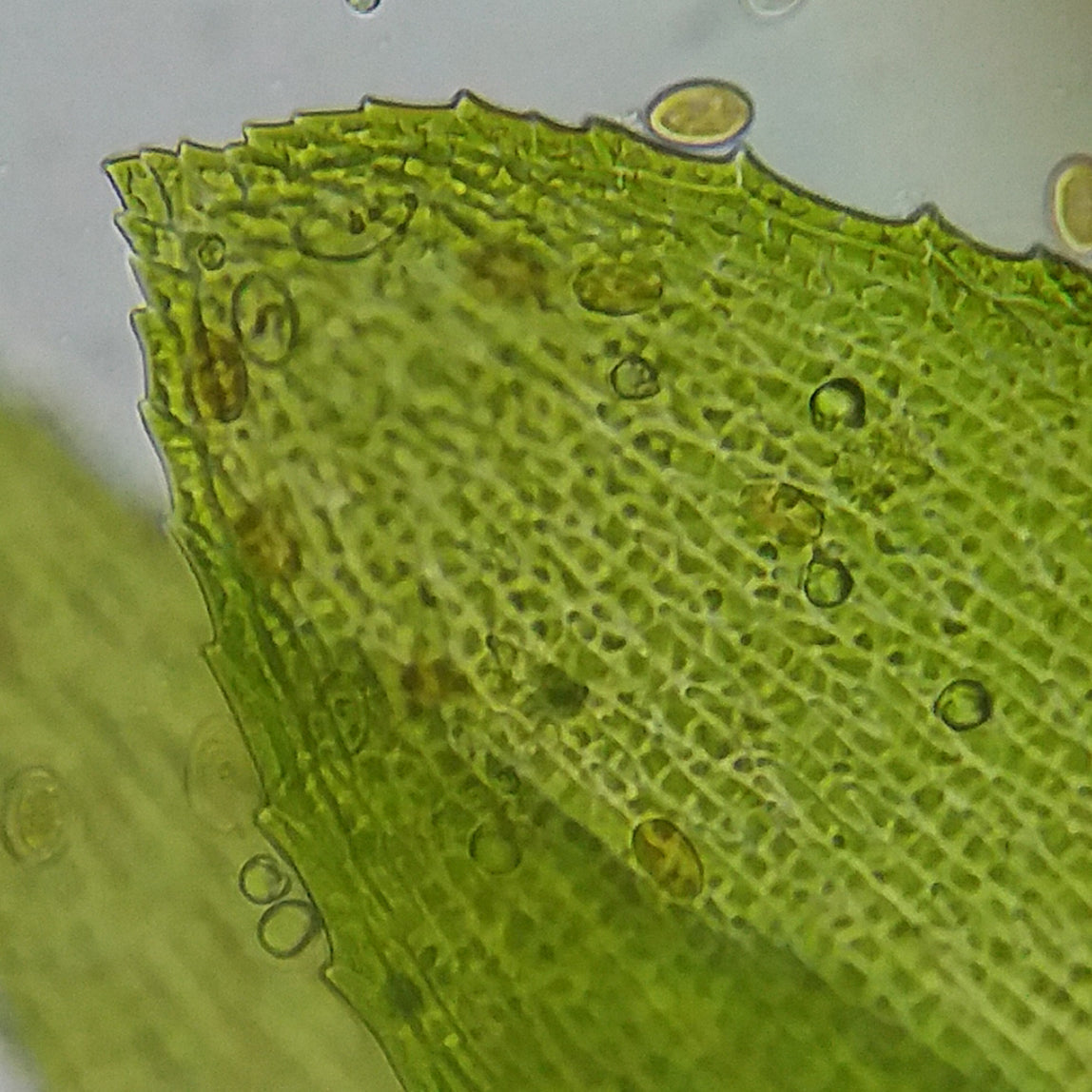 Erudit Basic Bino 40x-400x Microscope