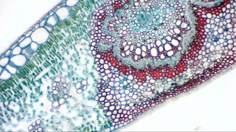 Explore Scientific MicrOkular Full HD Eyepiece Camera for Microscopes and Telescopes 59-13650