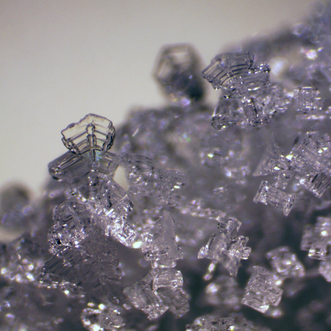 Erudit ICD Stereo Microscope