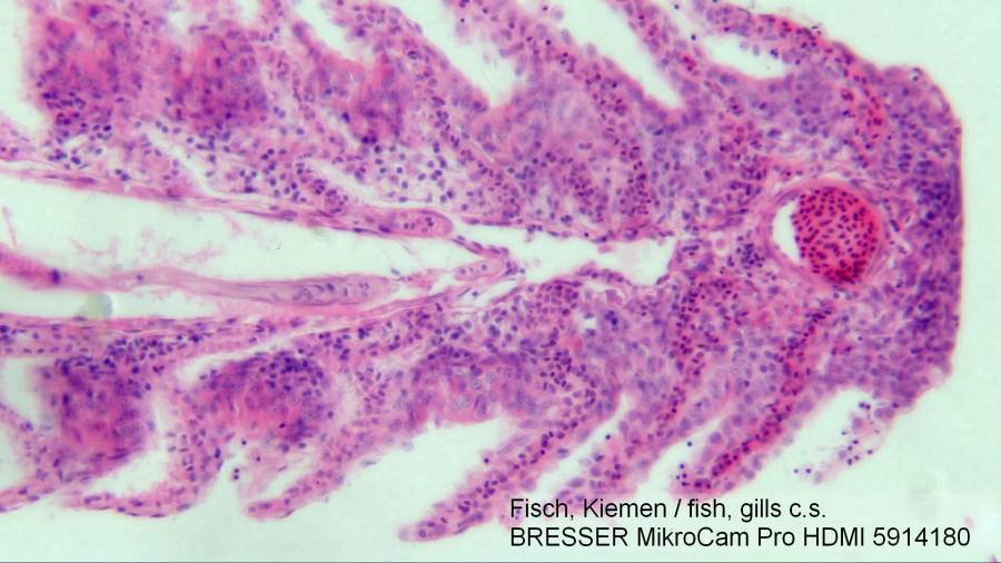 Explore Scientific MicroCam PRO HDMI 59-14180