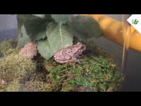 Land & Water Habitat Bug Collector