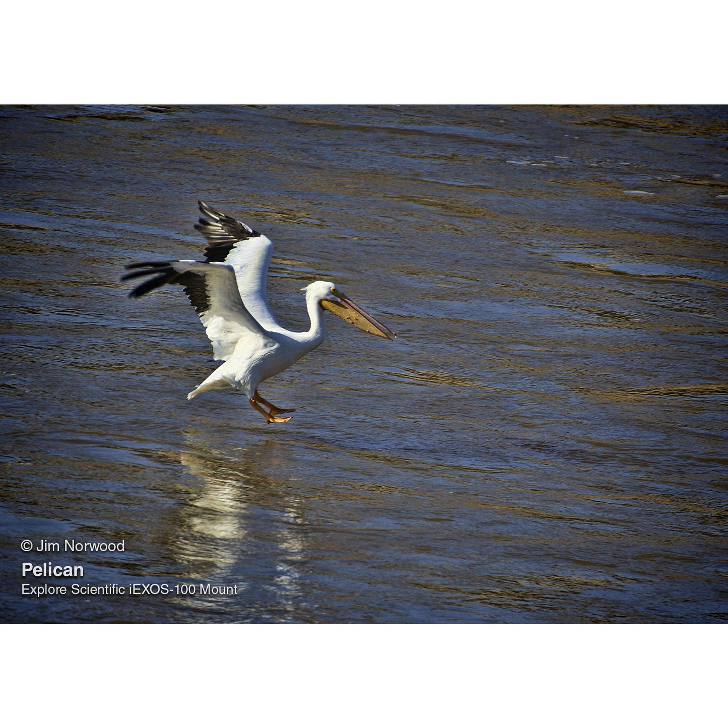 FCD100-0806-FR0.8x-iEXOS100