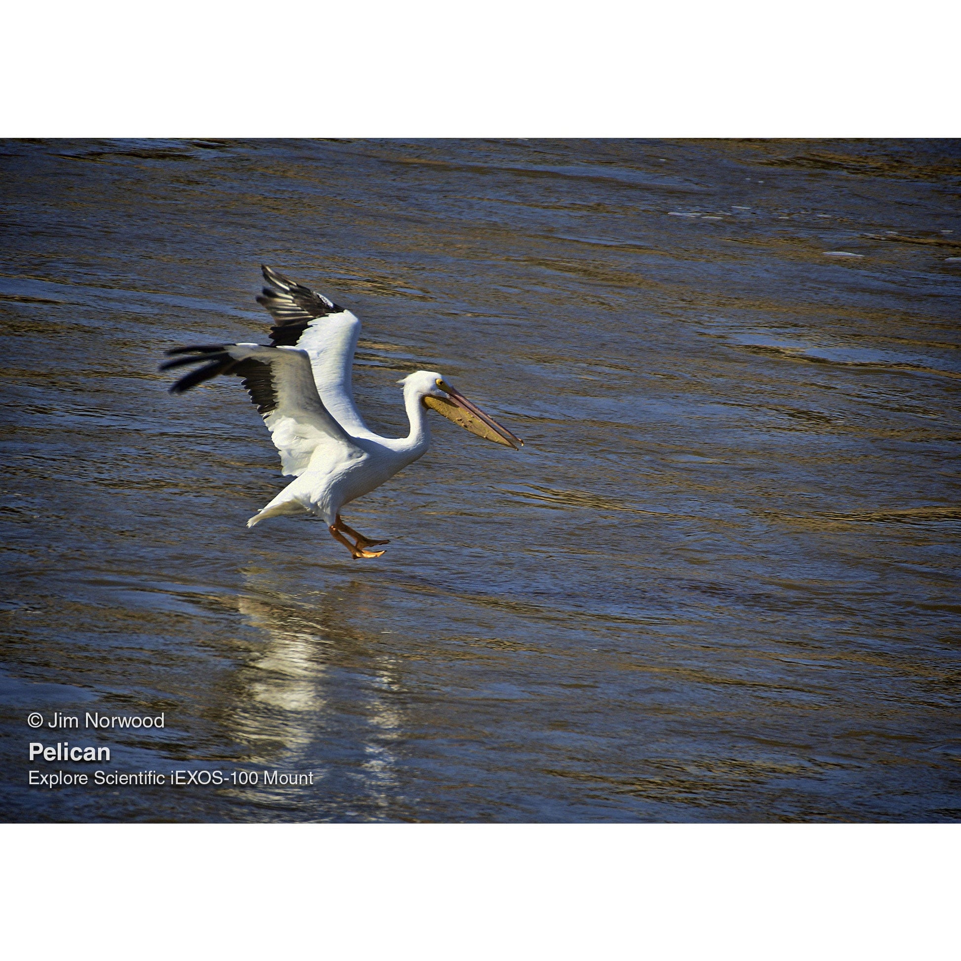 FCD100-0806-FR0.8x-iEXOS100