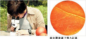 Vixen SL‑30CS Micro‑Boy Stereo Microscope – 30× Field Microscope (ES‑21232)