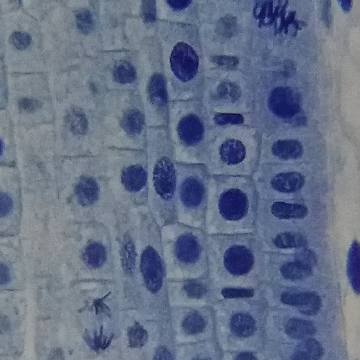 Erudit Basic Bino 40x-400x Microscope